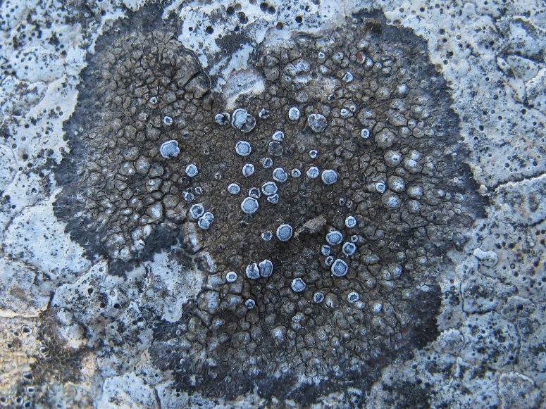 Aspicilia: Variet�